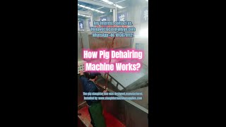 How Pig Dehairer Works Hog Abattoir Slaughter Line Dehairing Machine  Pork Meat Processing Plant [upl. by Isador850]