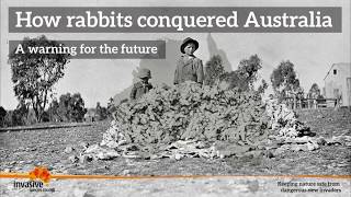 How rabbits conquered Australia [upl. by Moreland]