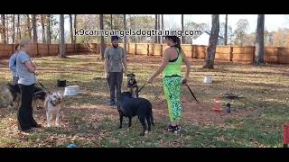 Introducing reactive dogs to other dogs safely with muzzles K9caringangelsdogtrainingcom [upl. by Krutz]