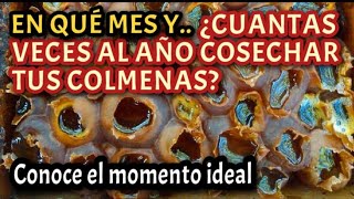 Conoce el mes ideal y cuántas veces al año puedes cosechar tus colmenas meliponas 😉👍🏻 [upl. by Zaneta]