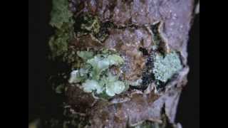 Lichens responding to water  Timelapse Video [upl. by Savannah24]