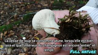 VESSE DE LOUP PERLÉE Lycoperdon perlatum [upl. by Fabozzi135]