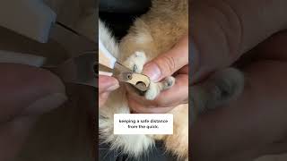 Trim Cat’s Nails Effortlessly With This [upl. by Annala]