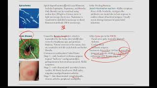 Spirochetes Lyme disease  Microbiology  24  First Aid USMLE in UrduHindi [upl. by Nomead]