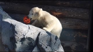 Cute Baby Polar Bear Cub with Mummy Polar Bear  Polar Bear at 5 months old [upl. by Attaynek]