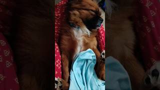 🐶🐶🐶🐶🐶 trending pets viralvideo trendingshorts shorts shortsfeed [upl. by Deadman]