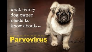 Parvo Virus Infection in Dogs [upl. by Demetria690]