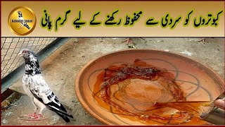 Making Warm Water for Pigeons in Winter season  Kabooter Anmol Pigeons [upl. by Ellac]