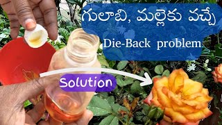 గులాబి మల్లె మొక్కలను Die back problem నుండి కాపాడాలంటే ఇలా చెయ్యండి [upl. by Valora586]