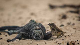 Galapagos Cinematic Nature Video  Canon R6 [upl. by Ihab924]