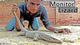 indian Monitor lizard Goh Hindi [upl. by Oyek699]