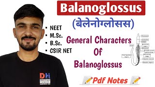 Balanoglossus In Hindi  General Characters Of Balanoglossus  Hemichordates  By Dadhich Sir [upl. by Irrok]