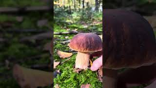 Boletus edulis jesenji vrganj forest fungi jelena foraging natureporcini [upl. by Crichton]