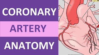 Coronary Artery Anatomy and Physiology Blood Supply Nursing  Anatomy [upl. by Alenson112]