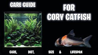 CORY CATFISH  care guide  the best catfish [upl. by Clerc]