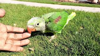 How to tame a alexandrine baby parrot  Perroquet [upl. by Assenay]