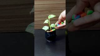 Indoor plants setting ideas pothospropagation houseplants pothos indoorplants diy shorts [upl. by Atse]