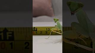 Sphodromantis Lineola grow up linienie modliszki [upl. by Nirehtac]