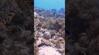 Hawksbill sea turtle cruises across the reef divingmauritius mauritiusexplored scubadiving [upl. by Akihsal]