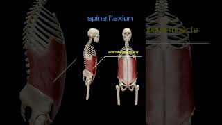 spine flexion  external oblique muscle  anatomy muscles 3danimation [upl. by Sivram]