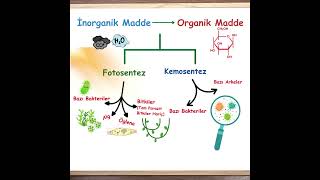 Ritmi Yükselten Bilgiler1 İnorganik Maddelerden Organik Madde Üretimi [upl. by Zohara490]