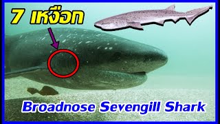 นี่หรือฉลาม  Broadnose sevengill shark ฉลาม 7 เหงือกที่กินทุกอย่าง [upl. by Naired]