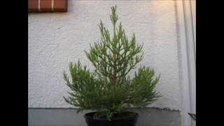 Giant Sequoia growing 2 years timelapse [upl. by Silverstein390]