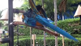 Blue macaws mating [upl. by Assenev]