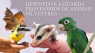 Como conseguir a guarda provisória  fiel depositário  para pássaros ou animais resgatados [upl. by Anehc411]