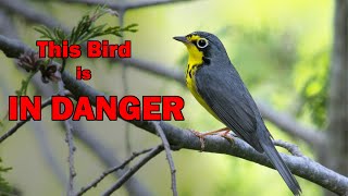 Why are Canada Warblers IN DANGER [upl. by Veronique]