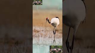 Wonderful bird birds wildlife nature birdwatching [upl. by Croom]