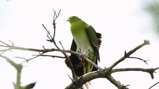 アオバト 野鳥 Whitebellied greenpigeon Treron sieboldii wildbirds [upl. by Mattah]