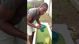 GET AZOLLA AND DUCKWEED FROM EDOVASAL PIG FARM ENUGU [upl. by Rolyt]