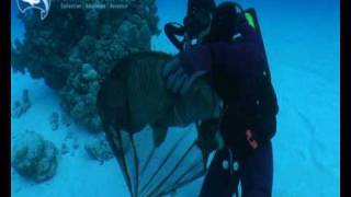 Hand caught Napoleon Wrasse for public aquaria Collected on rebreather in the Coral Sea [upl. by Fletcher]