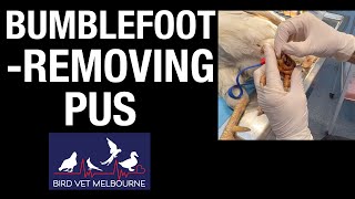 Rooster with bumblefoot pododermatitis receives treatment at Bird Vet Melbourne [upl. by Eluk]