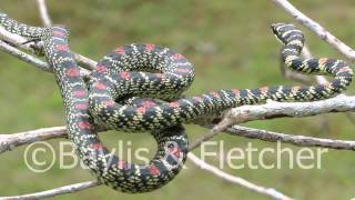 Ornate Flying snake Sri Lanka 20110207102947mp4 [upl. by Hentrich]