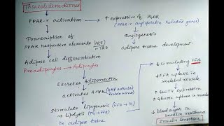 Thiazolidine diones antidiabetic pharmacology [upl. by Imaon440]