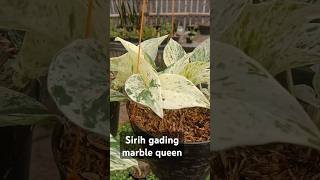 Sirih gading marble queen berkebun tanamangantung tanamanair [upl. by Nowed]