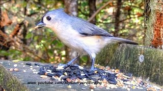 Tufted Titmouse Call [upl. by Aneerehs]