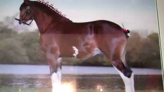 Budweiser Clydesdales at Grants Farm [upl. by Truc]