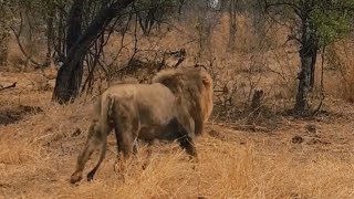 Kambula Male Lion with Nkuhuma Lioness  Gowrie Area  Mapogos Great Grandsons  24 October 2024 [upl. by Yrtnahc661]