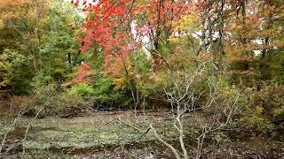 Hempstead park Fall [upl. by Rolfe935]