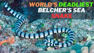 Facts of the Worlds Deadliest Snake Belchers Sea Snake Hydrophis belcheri and Its Venom [upl. by Herve]