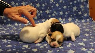 Coton de Tulear Puppies For Sale  Molly 81324 [upl. by Bascio862]