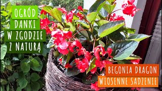 begonia dragon  wiosenne sadzenie [upl. by Alita]