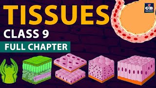 Tissues Class 9 Full chapter Animation  cbse class 9 Biology  chapter 6 NCERT  Gradebooster [upl. by Cantu]