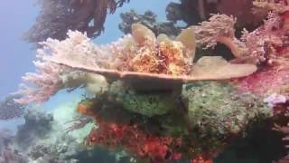 Diving Pemba 2024 March 2017 [upl. by Nehemiah270]