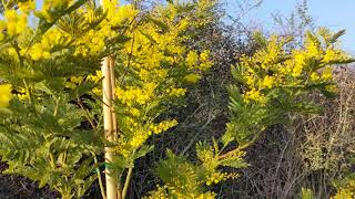 Acacia Dealbata RootsPlantscouk Golden Mimosa [upl. by Scarface]