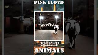 PINK FLOYD SHEEP [upl. by Griggs]