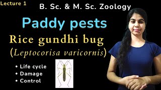 Rice gundhi bug Leptocorisa varicornis  B Sc amp M Sc  Zoology [upl. by Guido]